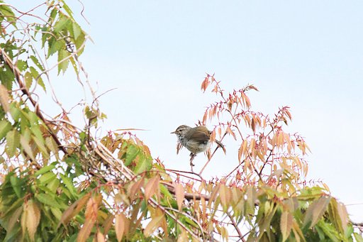 今朝の鶯２