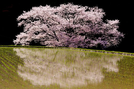 山間の一本桜