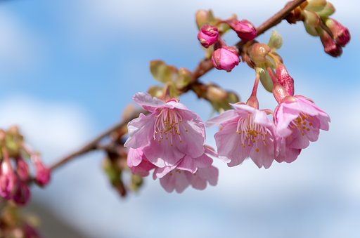 川津桜