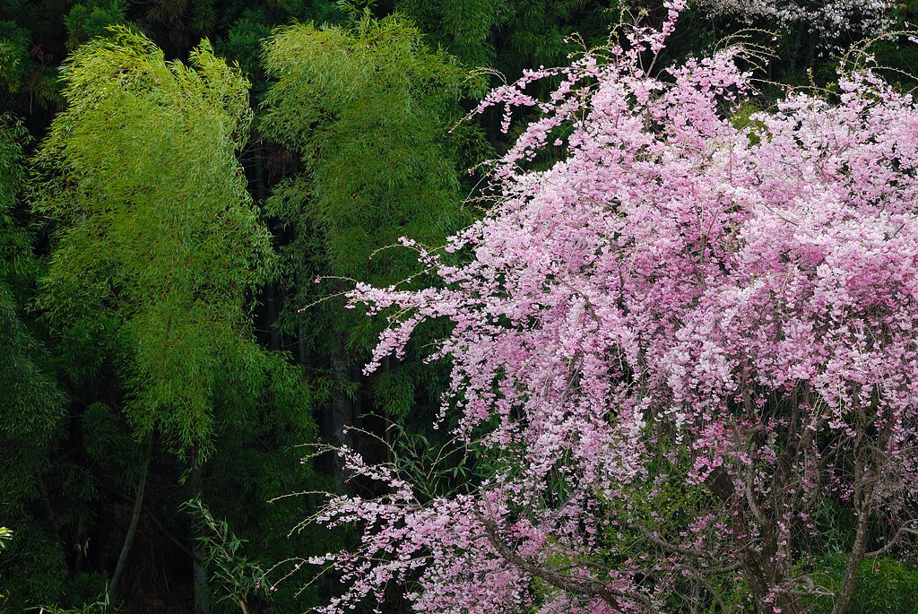 枝垂れ桜