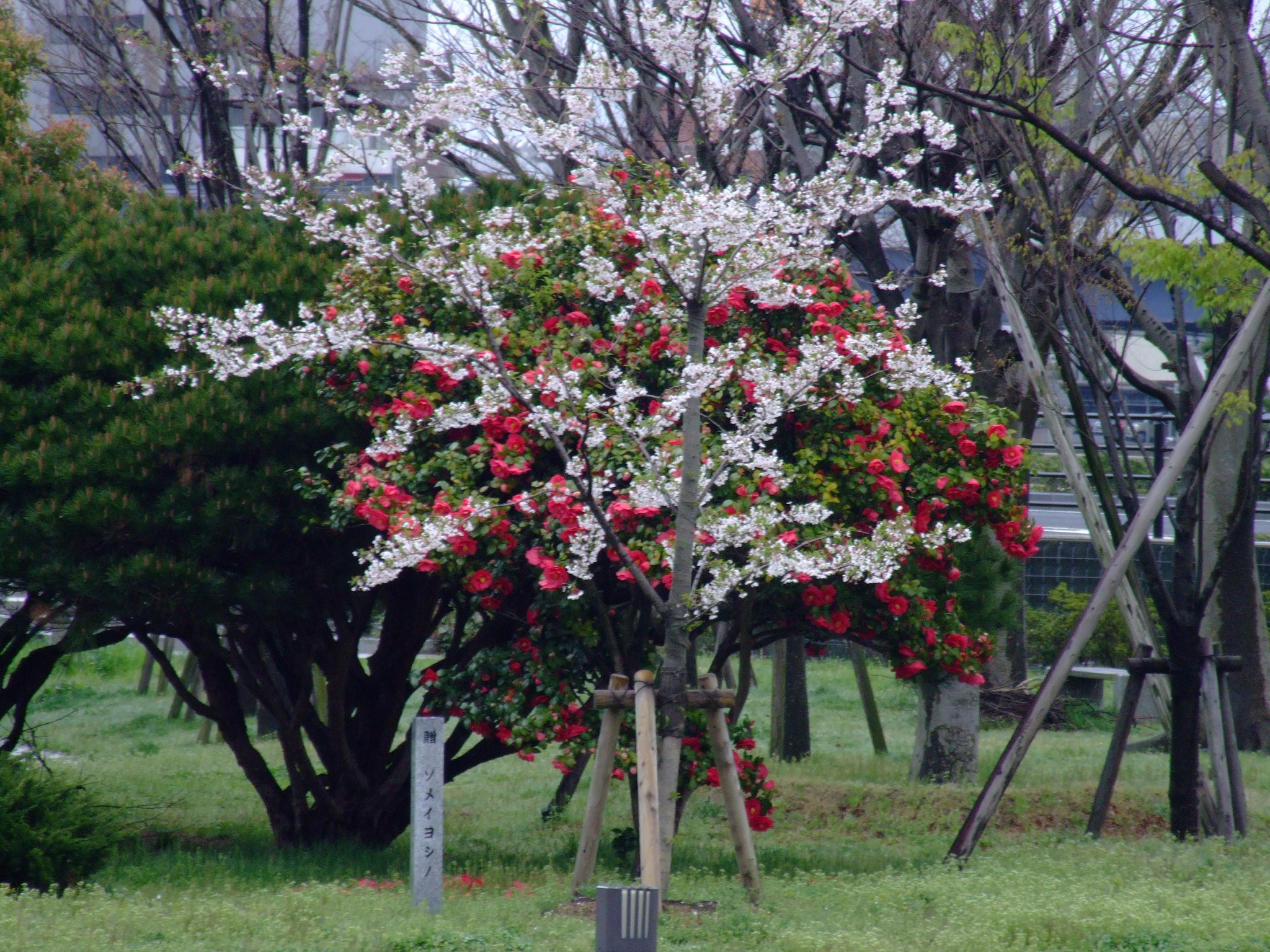 桜と牡丹
