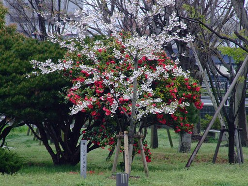 桜と牡丹