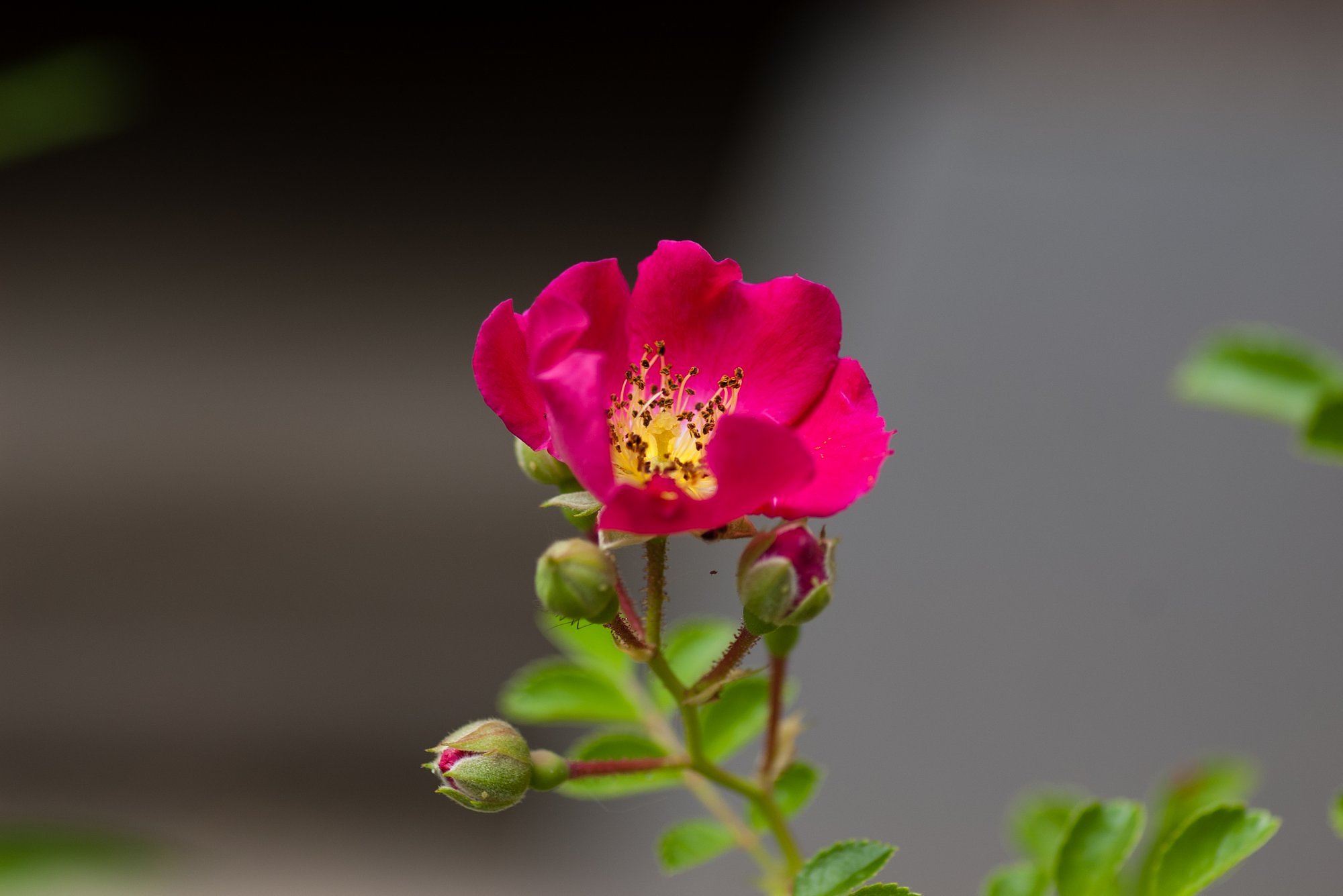 ノイバラ「ウタゲ」開花。