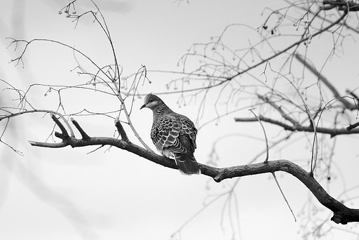 見返り美鳥、キジバト