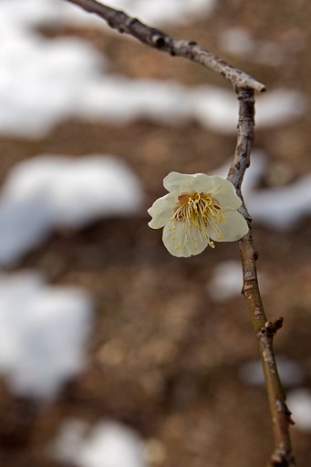 雪に咲く