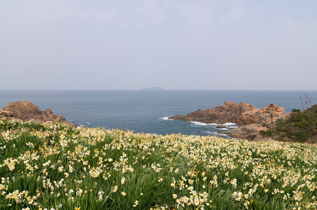 海と水仙
