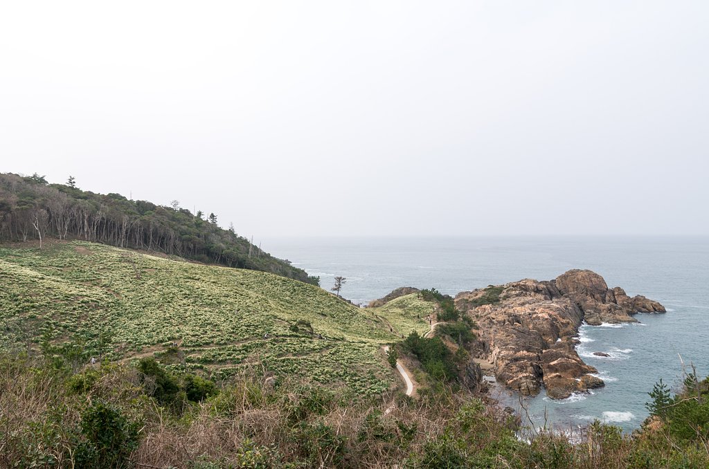 水仙と海