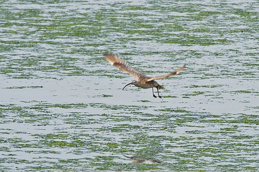 飛・ホウロクシギ
