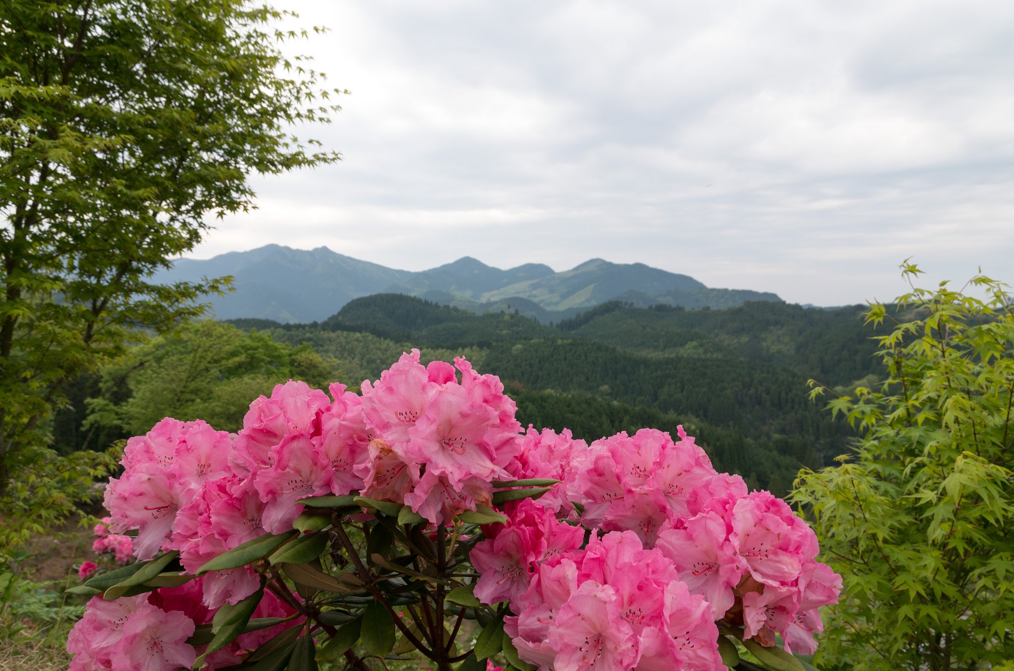 山の石楠花園