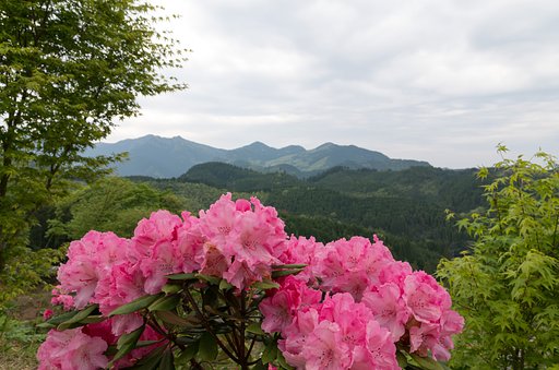 山の石楠花園