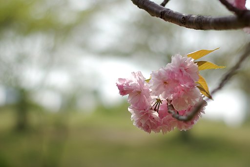 桜