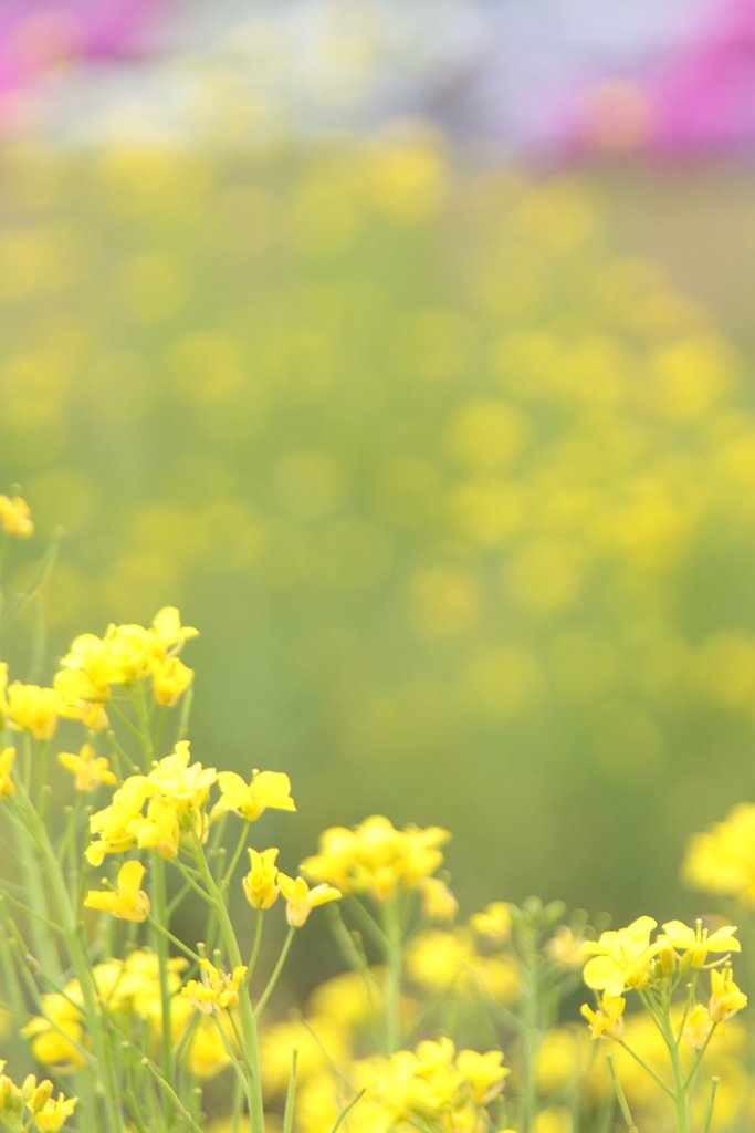 菜の花と芝桜
