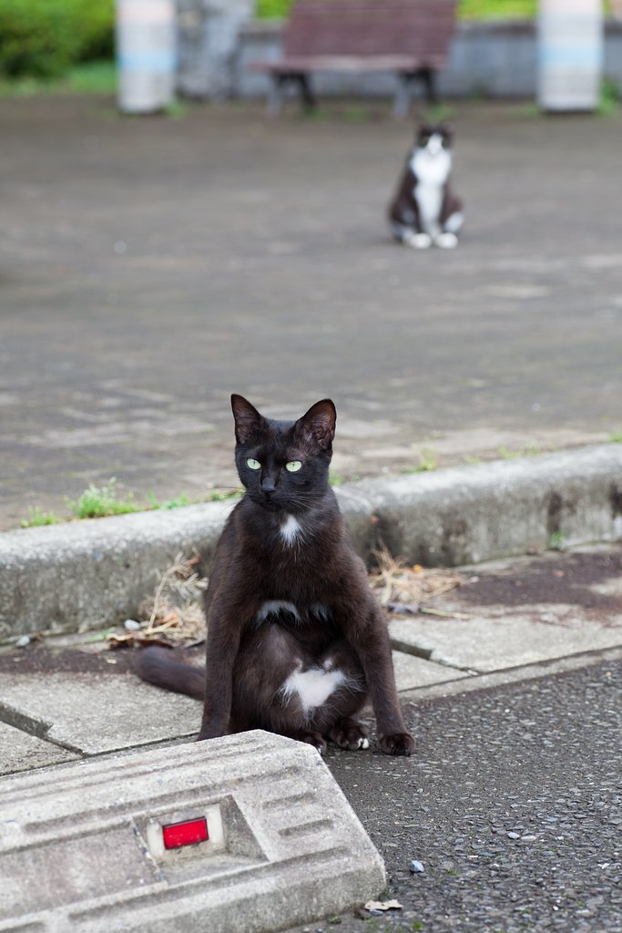 猫のジジ