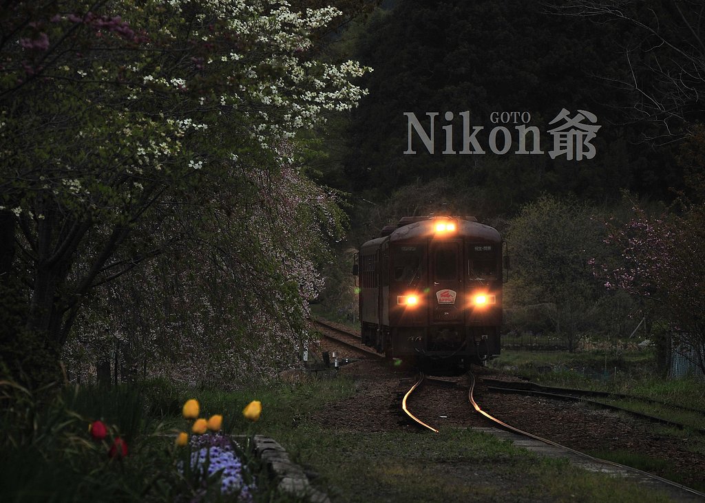 桜散る‘わ鉄‘