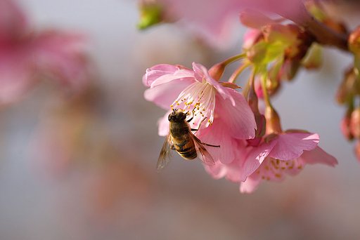 河津桜です