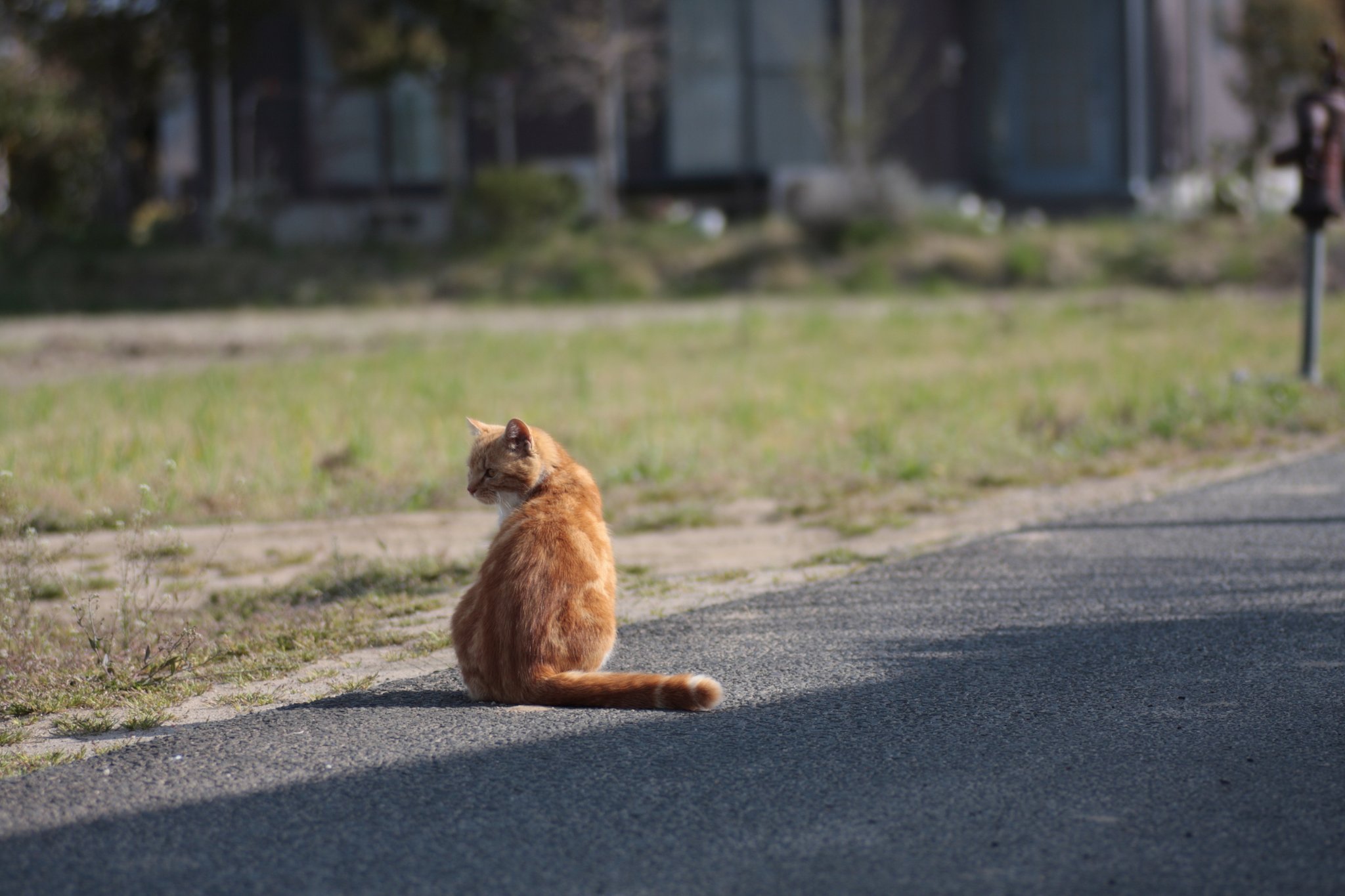 猫と畑