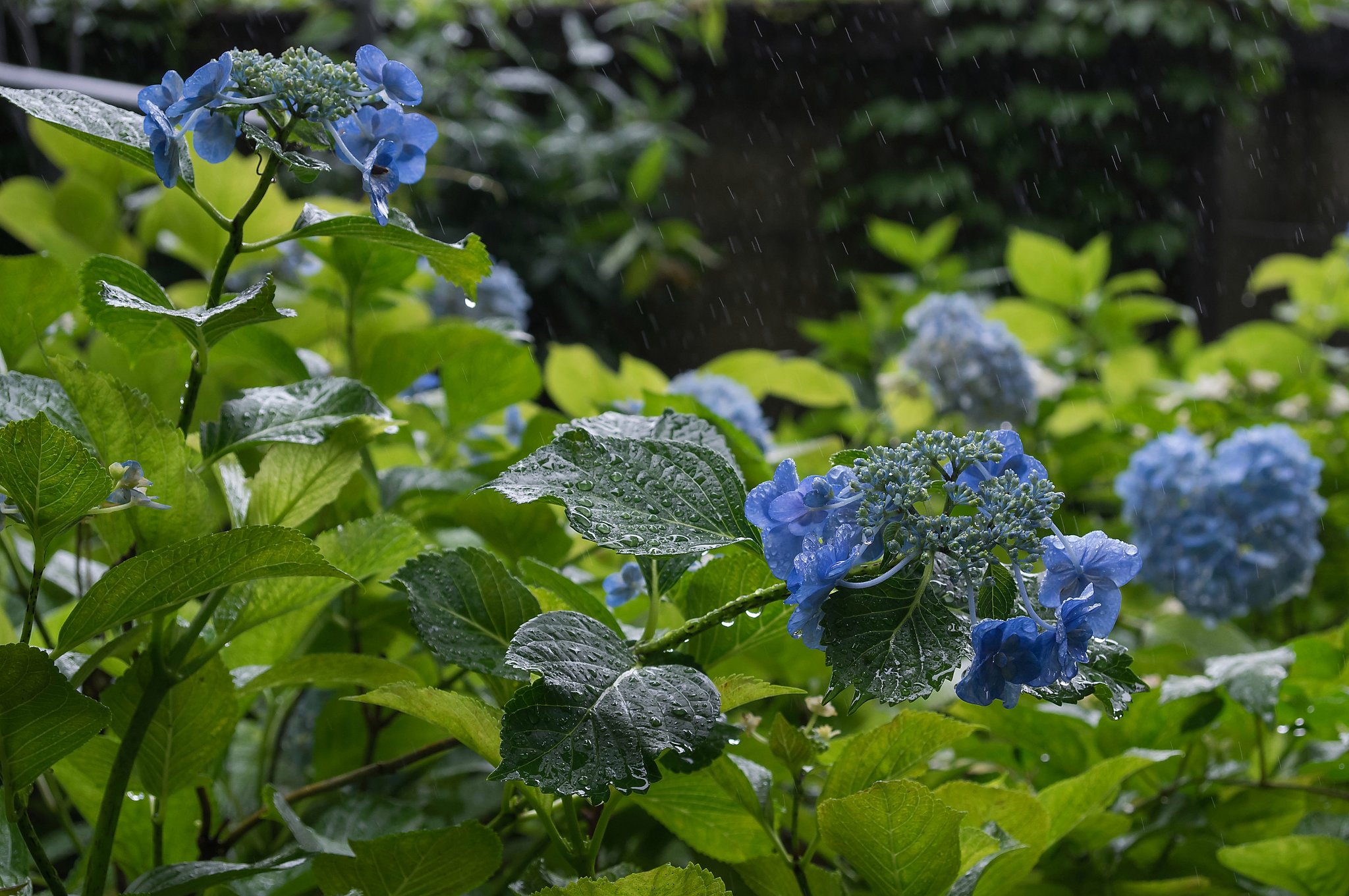 梅雨模様