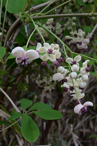 ゴヨウアケビの花？