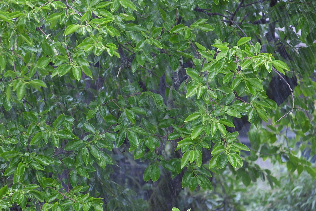 雨が降る・降る