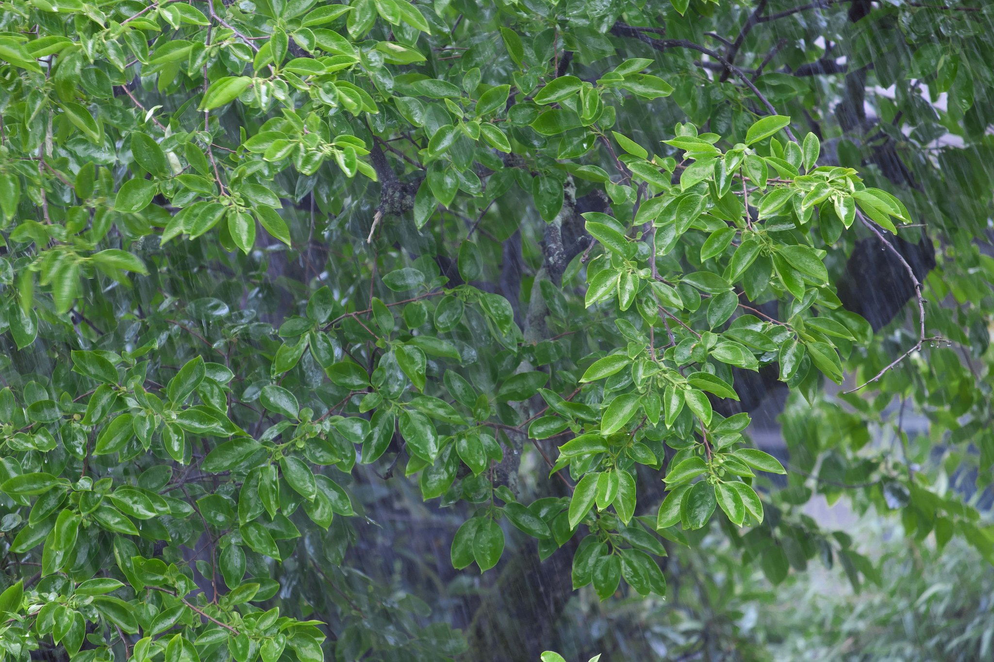 雨が降る・降る