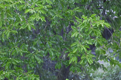 雨が降る・降る