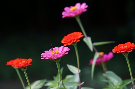 百日草