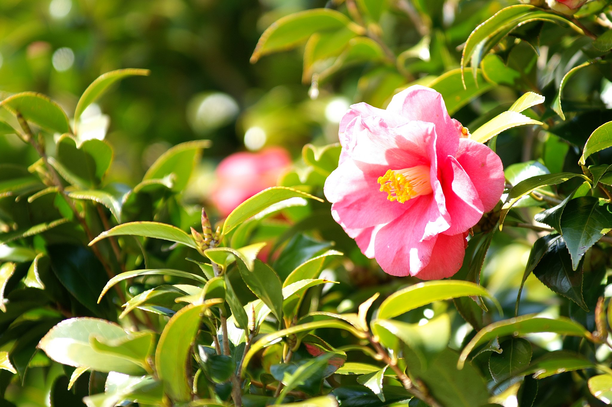 椿　MINOLTA 70-200mmF2.8G/SSM