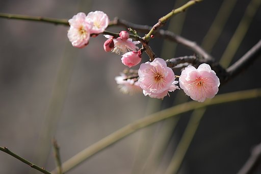 大阪城梅林の紅梅２