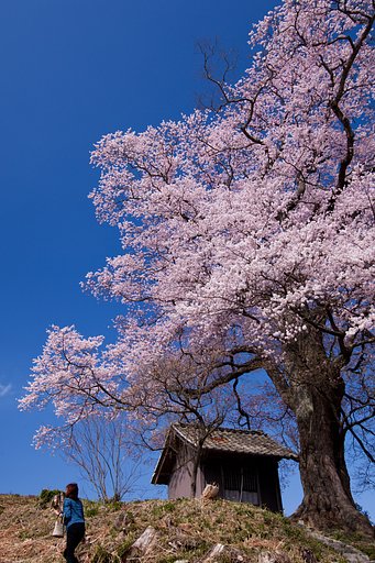 天神桜