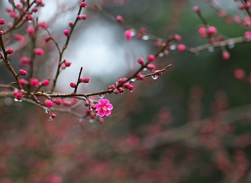 花雨