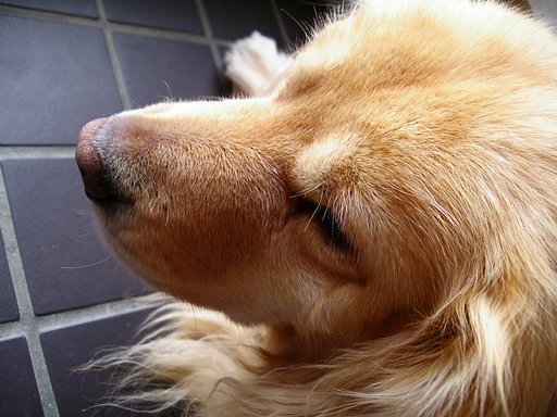 愛犬スクープ　（ティンクの場合　その1）
