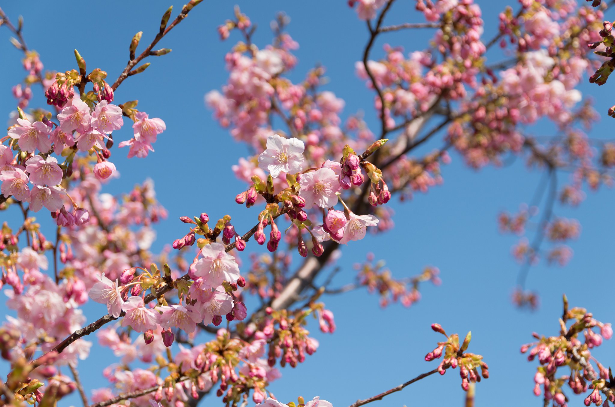 河津桜