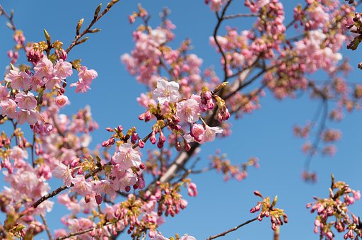 河津桜
