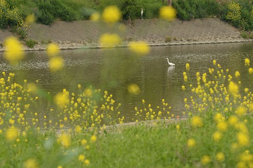 春の大和川（２）
