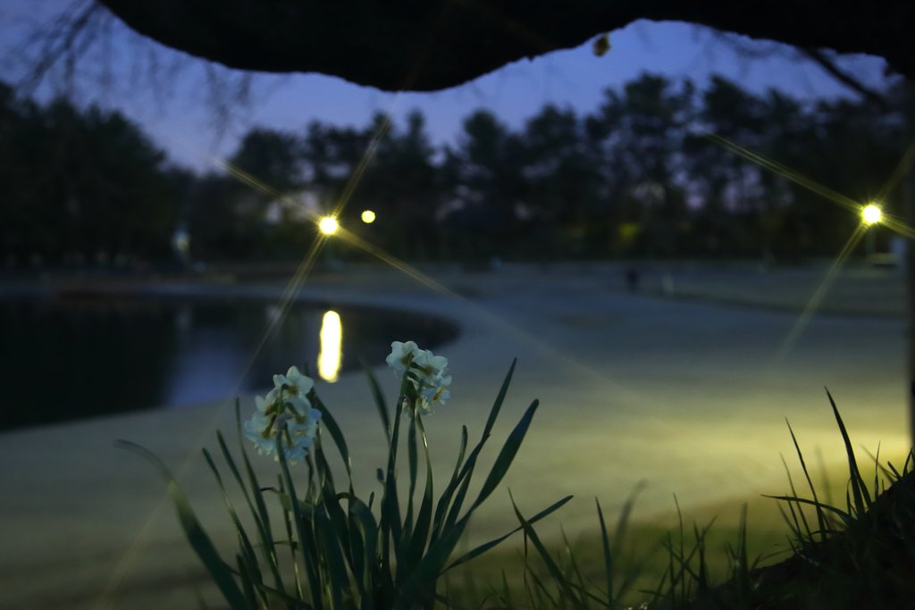 水仙のある風景