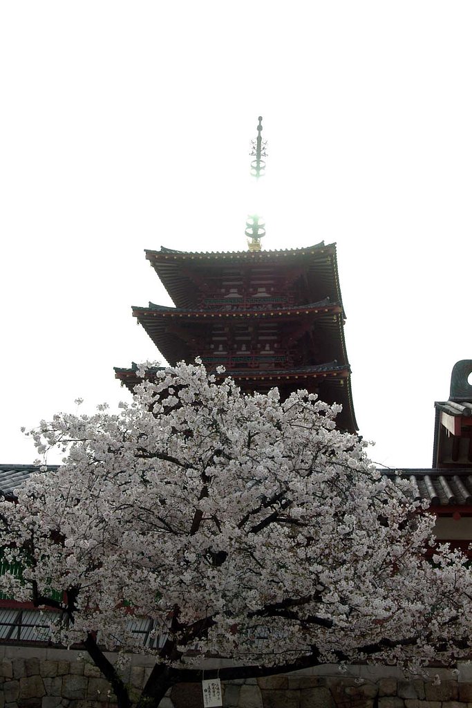 塔と桜