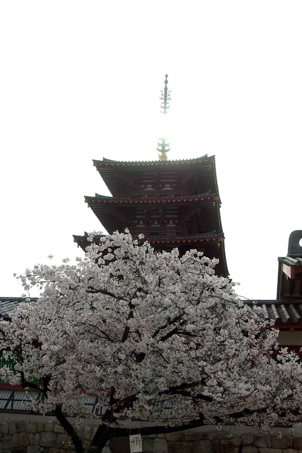 塔と桜