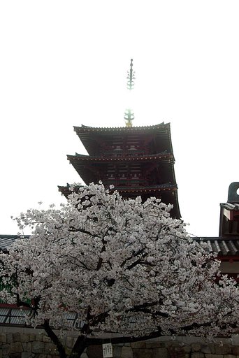 塔と桜