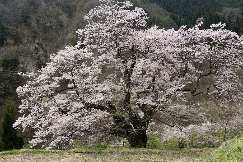 駒つなぎの桜