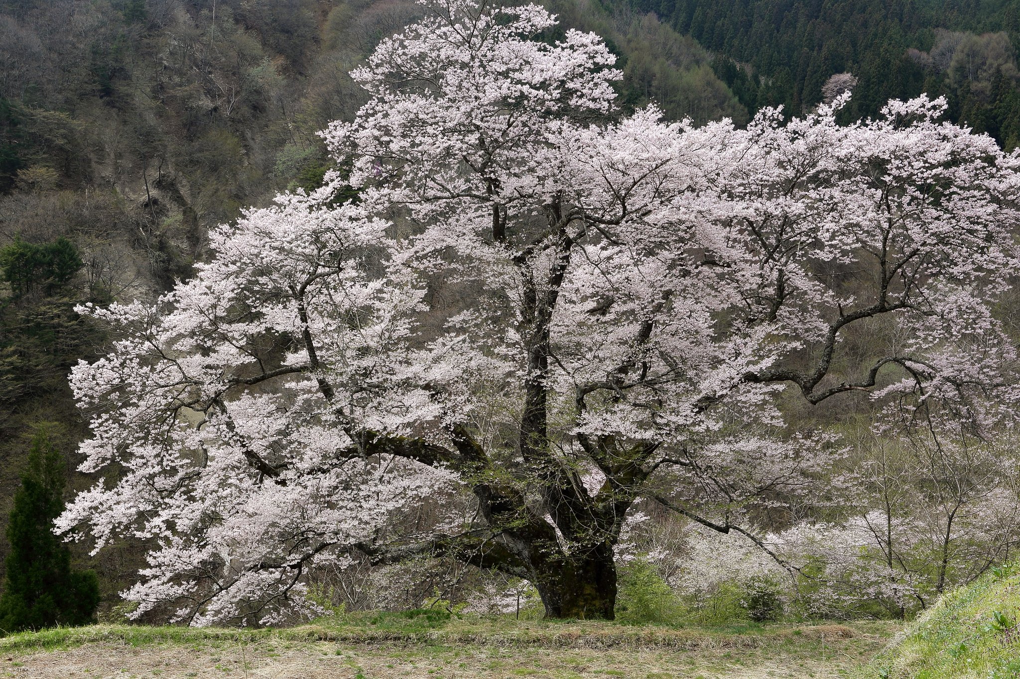 駒つなぎの桜
