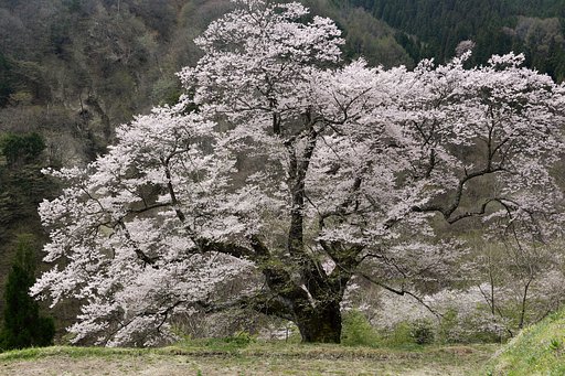 駒つなぎの桜