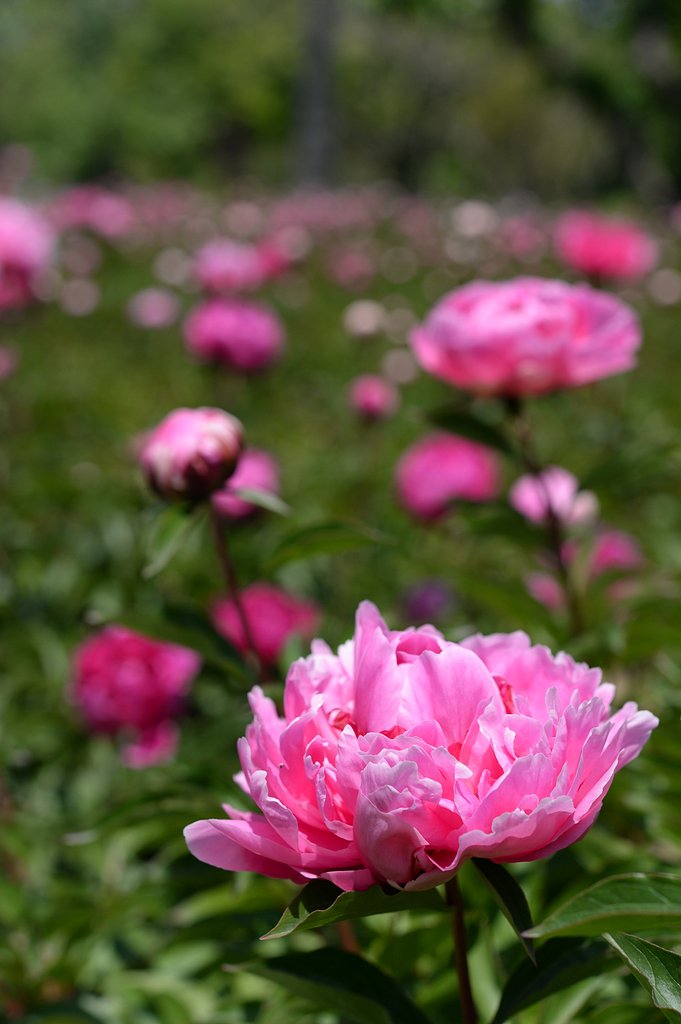 芍薬の海