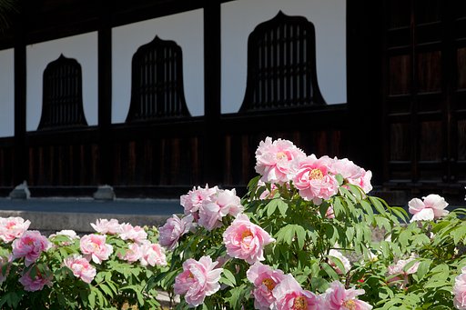 牡丹寺