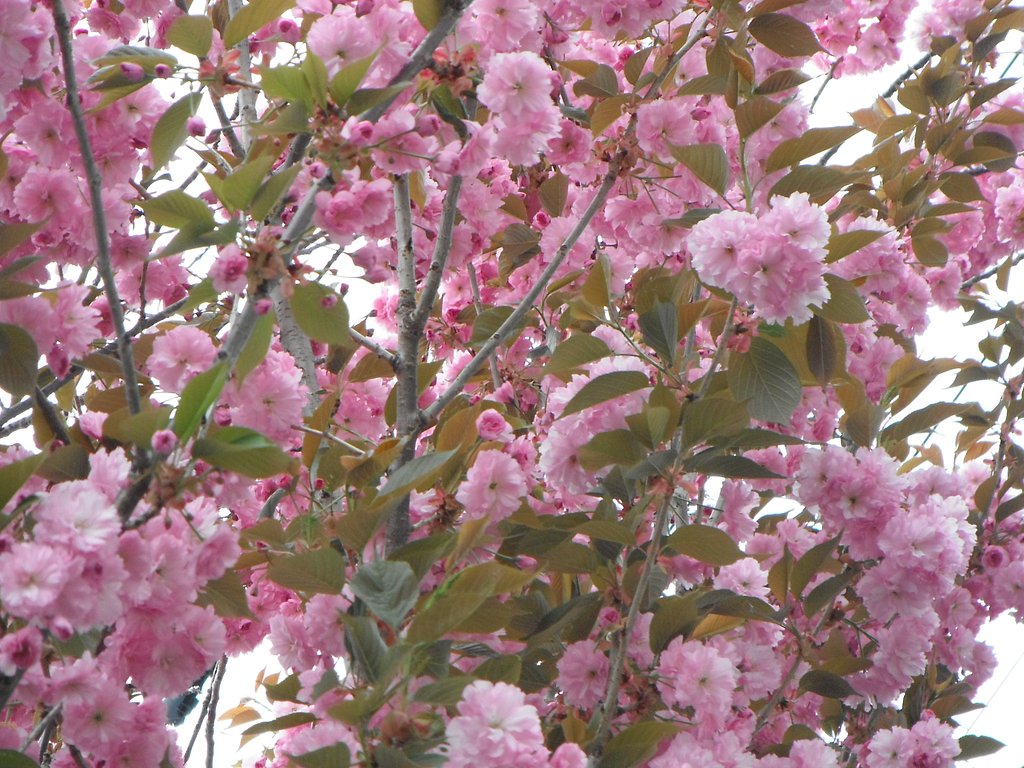 桜