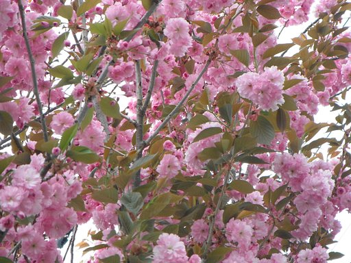桜