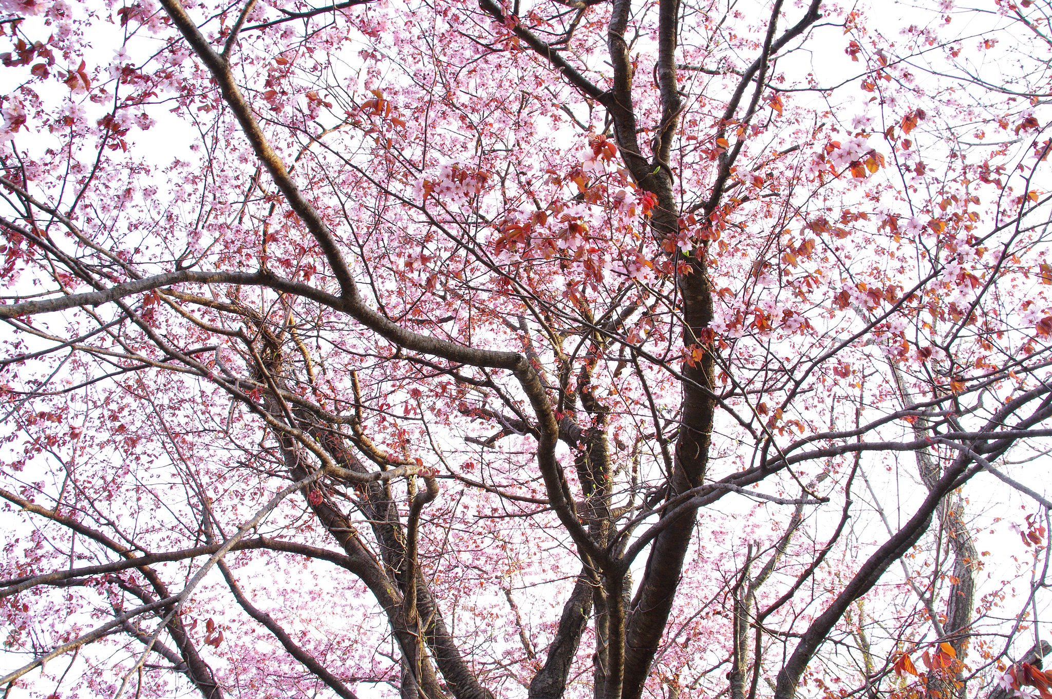 蝦夷山桜