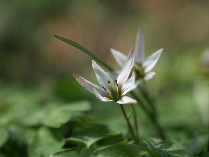 甘菜