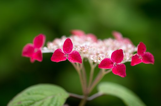 山紫陽花