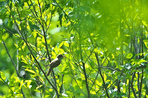 オオヨシキリ鳴く