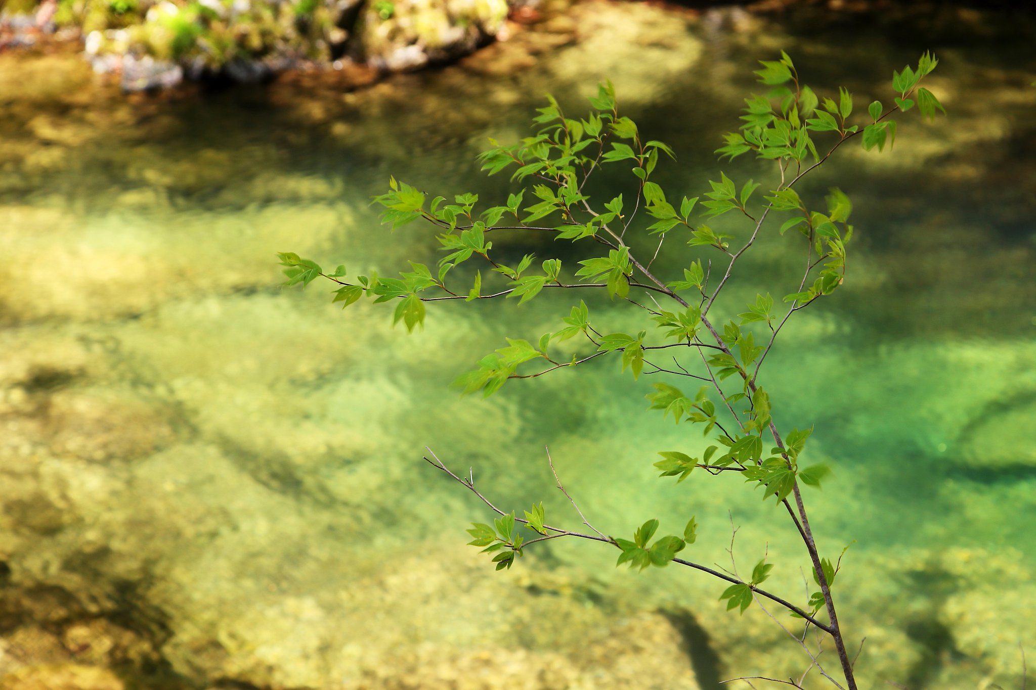 greeeen